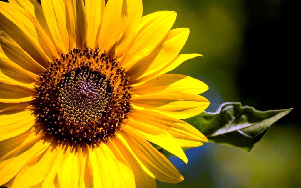 Sunflower Dance,